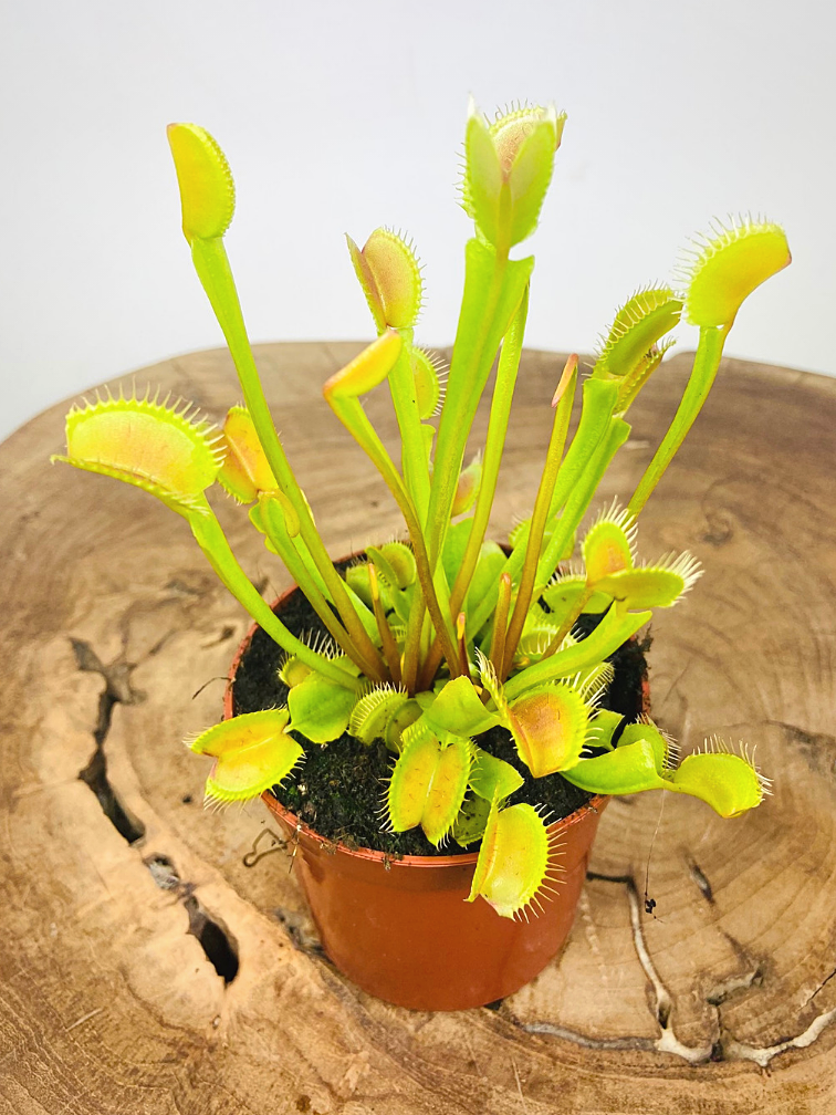 Venus vliegenval - "Fly Trap" | ø 8,5 cm x ↕ 15 cm