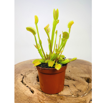 Venus vliegenval - "Fly Trap" | ø 8,5 cm x ↕ 10-15 cm