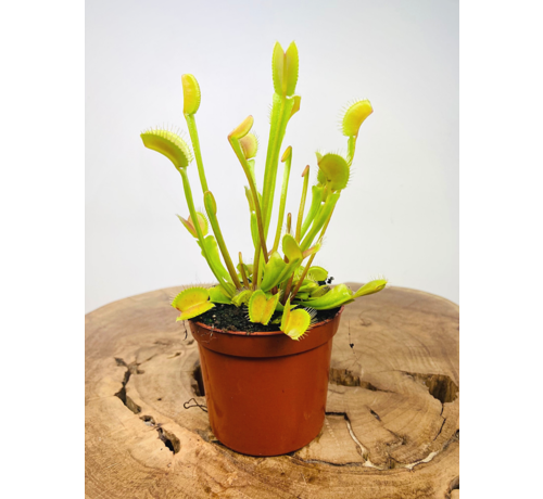 Venus vliegenval - "Fly Trap" | ø 8,5 cm x ↕ 10-15 cm