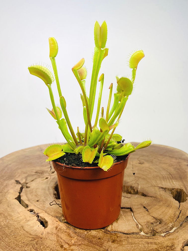 Venus vliegenval - "Fly Trap" | ø 8,5 cm x ↕ 10-15 cm