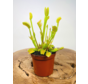 Venus vliegenval - "Fly Trap" | ø 8,5 cm x ↕ 10-15 cm