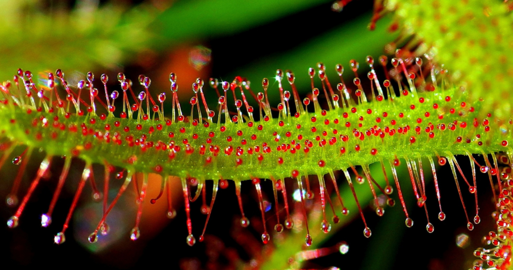 De groeiperiode van vleesetende planten