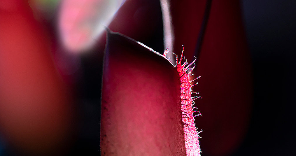 Waarom worden de bladeren en bekers van mijn Nepenthes zwart? 