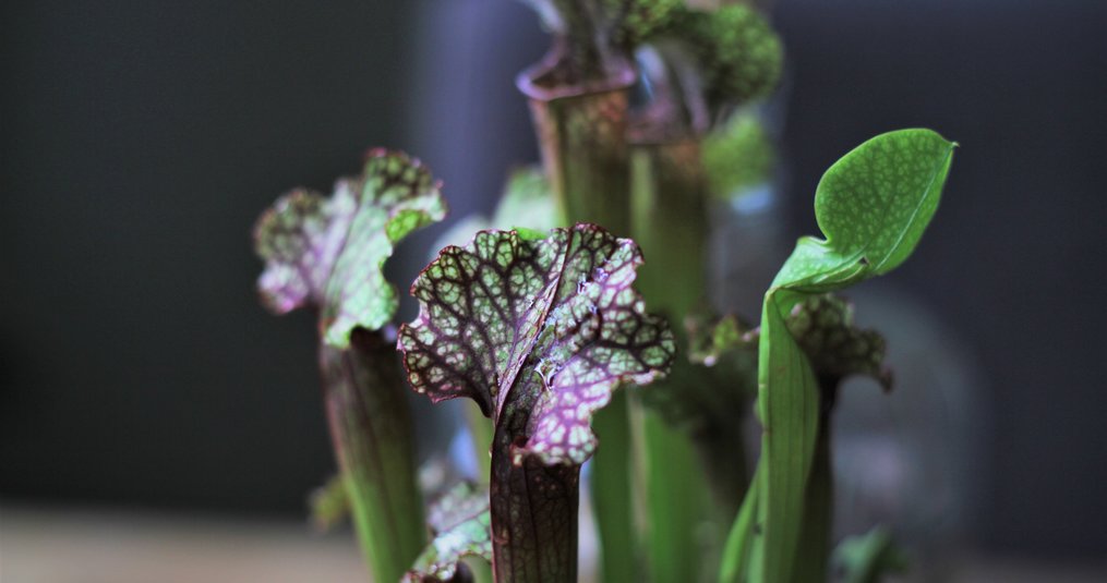 Waarom worden de vallen van mijn Sarracenia bruin?