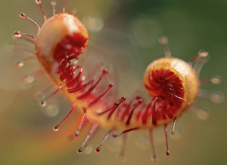 Zonnedauw "Binata" | ø 8,5 cm x ↕ 15 cm