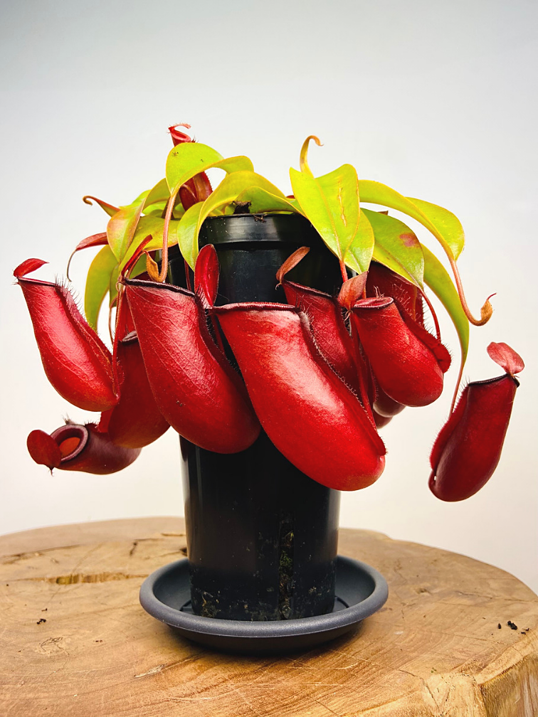 Bekerplant 'Bloody Mary' - groot