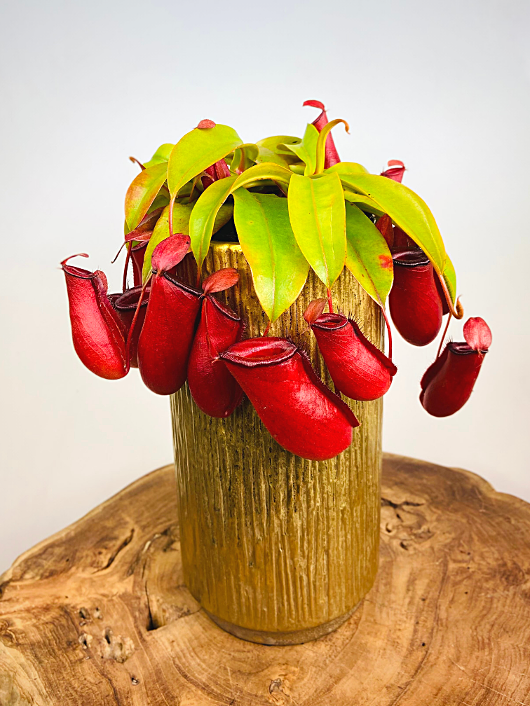 Bekerplant "Bloody Mary" - groot | ø 12 cm x ↕ 25 cm