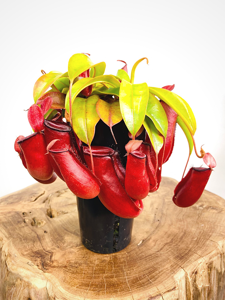 Bekerplant "Bloody Mary" - groot | ø 12 cm x ↕ 25 cm