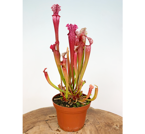 Trompetbekerplant "Stevensii" - groot | ø 12 cm x ↕ 30 cm