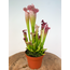 Trompetbekerplant "Leucophylla" - groot | ø 12 cm x ↕ 20-30 cm