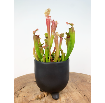 Uitverkocht - Pot Elly 'Matzwart' | ⌀11x11cm