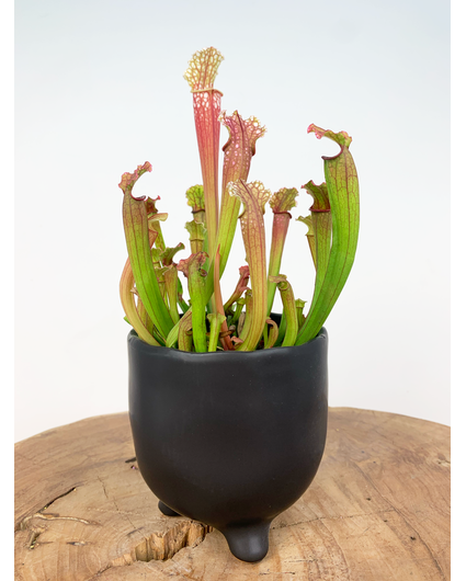 Pot Elly 'Matzwart' | ⌀11x11cm