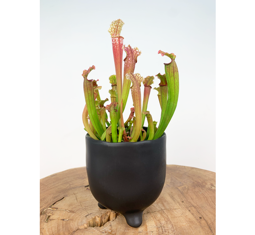 Pot Elly 'Matzwart' | ⌀11x11cm