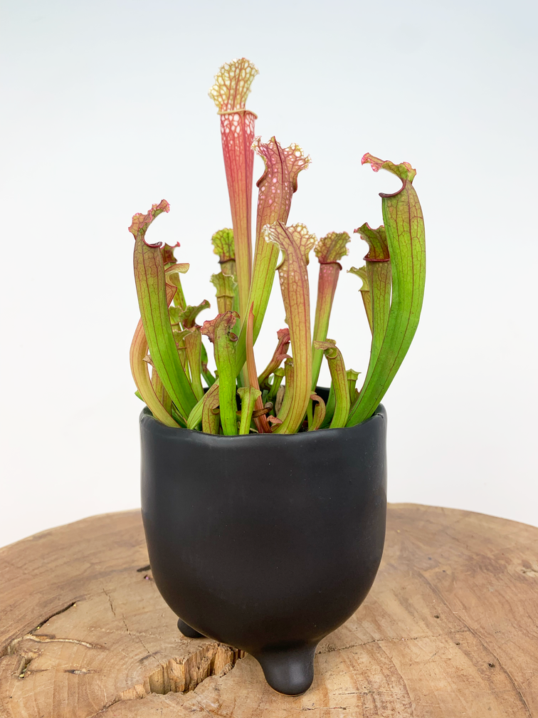 Pot Elly 'Matzwart' | ⌀11x11cm