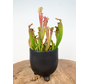Pot Elly 'Matzwart' | ⌀11x11cm