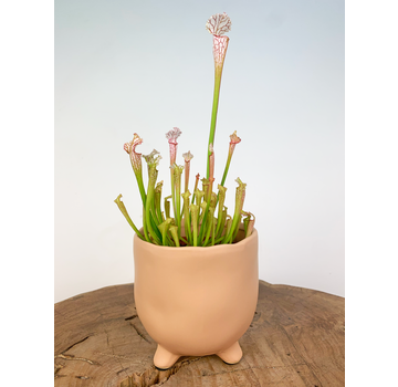 Plantenpot "Elly" - Matblank | 8,5cm