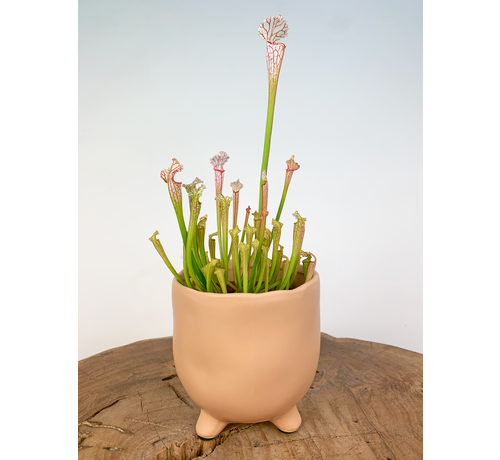 Plantenpot "Elly" - Matblank | 8,5cm