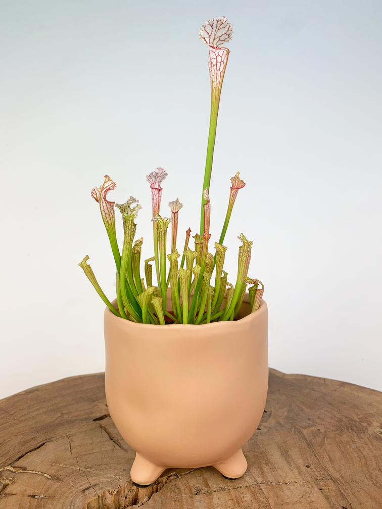 Plantenpot "Elly" - Matblank | 8,5cm