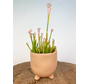 Plantenpot "Elly" - Matblank | 8,5cm