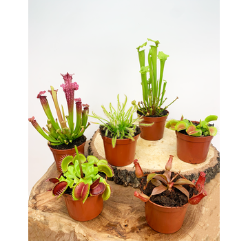 Grote vleesetende plant mix  - 6 stuks