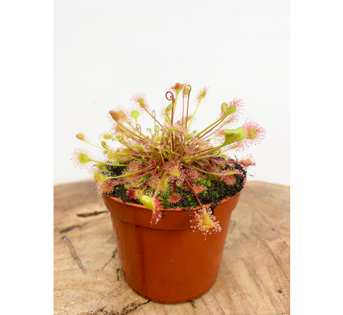 Zonnedauw 'Rotundifolia' | ø 8,5 cm x ↕ 5 cm