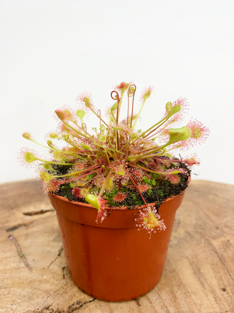 Zonnedauw 'Rotundifolia' | ø 8,5 cm x ↕ 5 cm