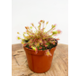 Zonnedauw 'Rotundifolia' | ø 8,5 cm x ↕ 5 cm