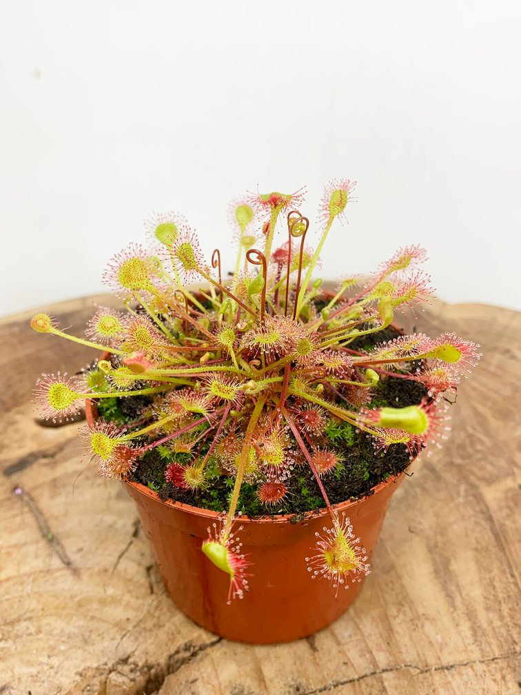 Zonnedauw 'Rotundifolia' | ø 8,5 cm x ↕ 5 cm
