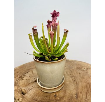 Plantenpot "Saartje" | 8,5cm