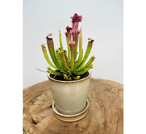 Plantenpot "Saartje" | 8,5cm