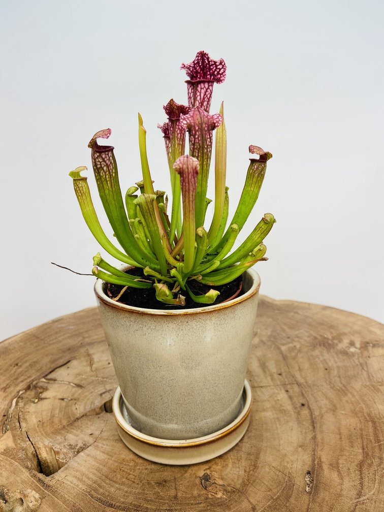 Plantenpot "Saartje" | 8,5cm