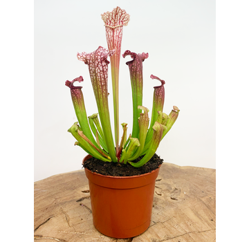 Trompetbekerplant "Leucophylla" - classic | ø 8,5 cm x ↕ 25 cm