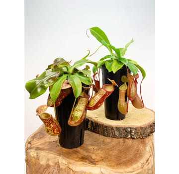 SALE - Kneusjes mix - 2 Bekerplanten