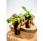 SALE - Kneusjes mix - 2 Bekerplanten