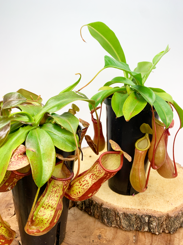 SALE - Kneusjes mix - 2 Bekerplanten