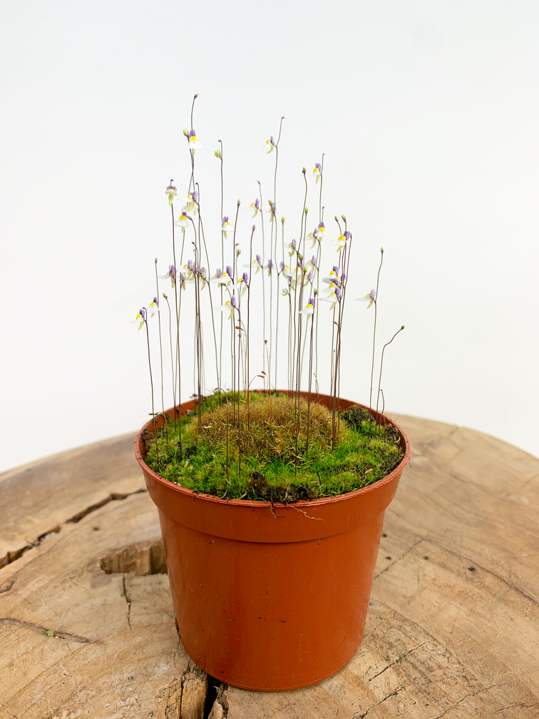 Blaasjeskruid 'Utricularia Parthenopipes' | ø 8,5 x ↕ 10 cm
