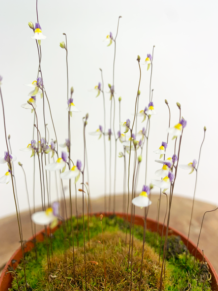 Blaasjeskruid 'Utricularia Parthenopipes' | ø 8,5 x ↕ 10 cm