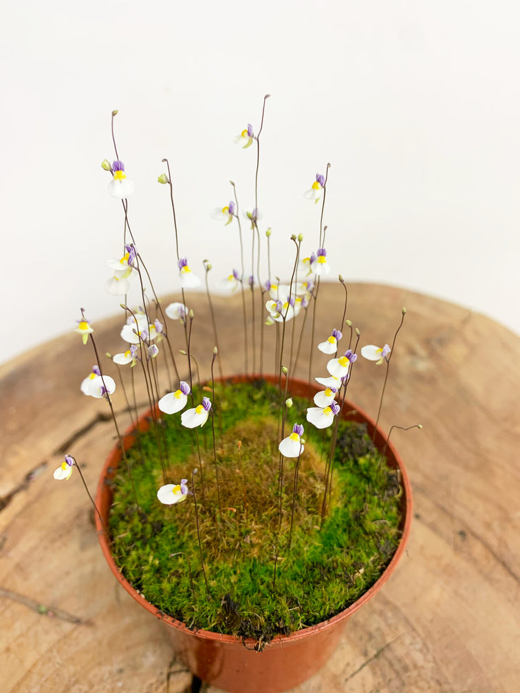 Blaasjeskruid 'Utricularia Parthenopipes' | ø 8,5 x ↕ 10 cm