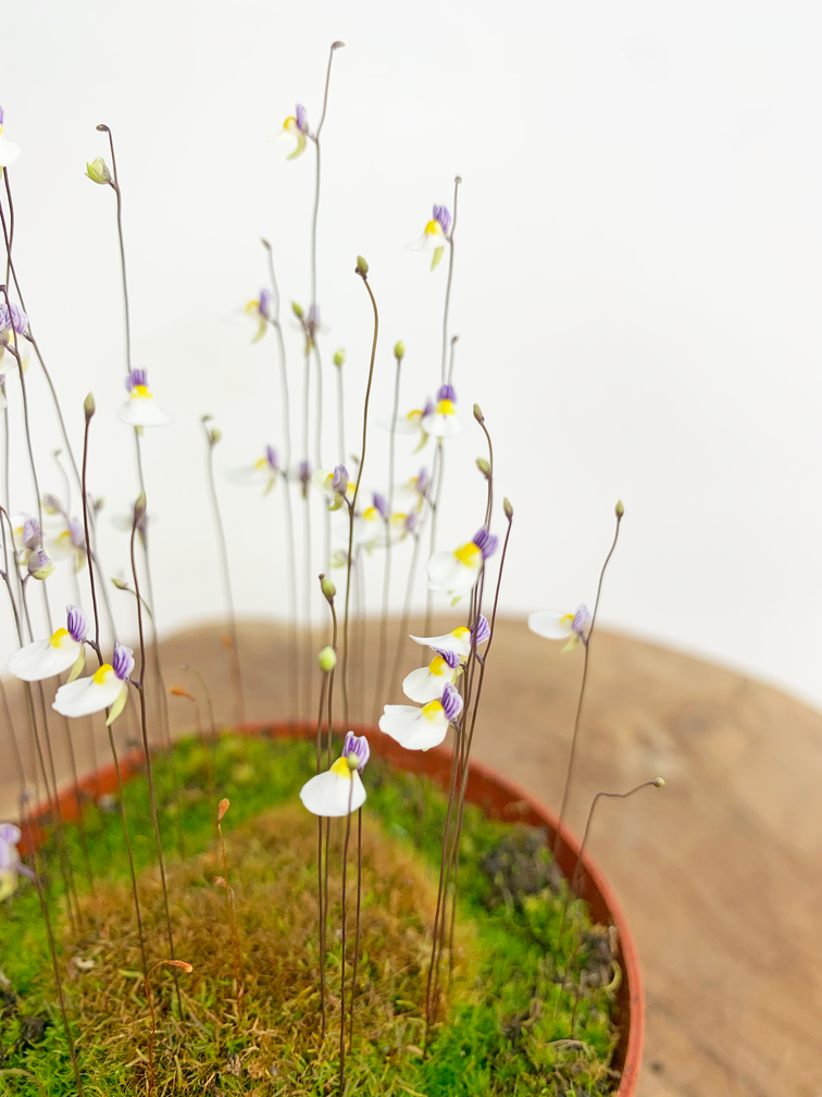 Blaasjeskruid 'Utricularia Parthenopipes' | ø 8,5 x ↕ 10 cm