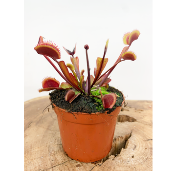 Venus vliegenval "Dionaea Muscipula - Flying Trap / Red Dragon" | ø 8,5 cm x ↕ 15 cm
