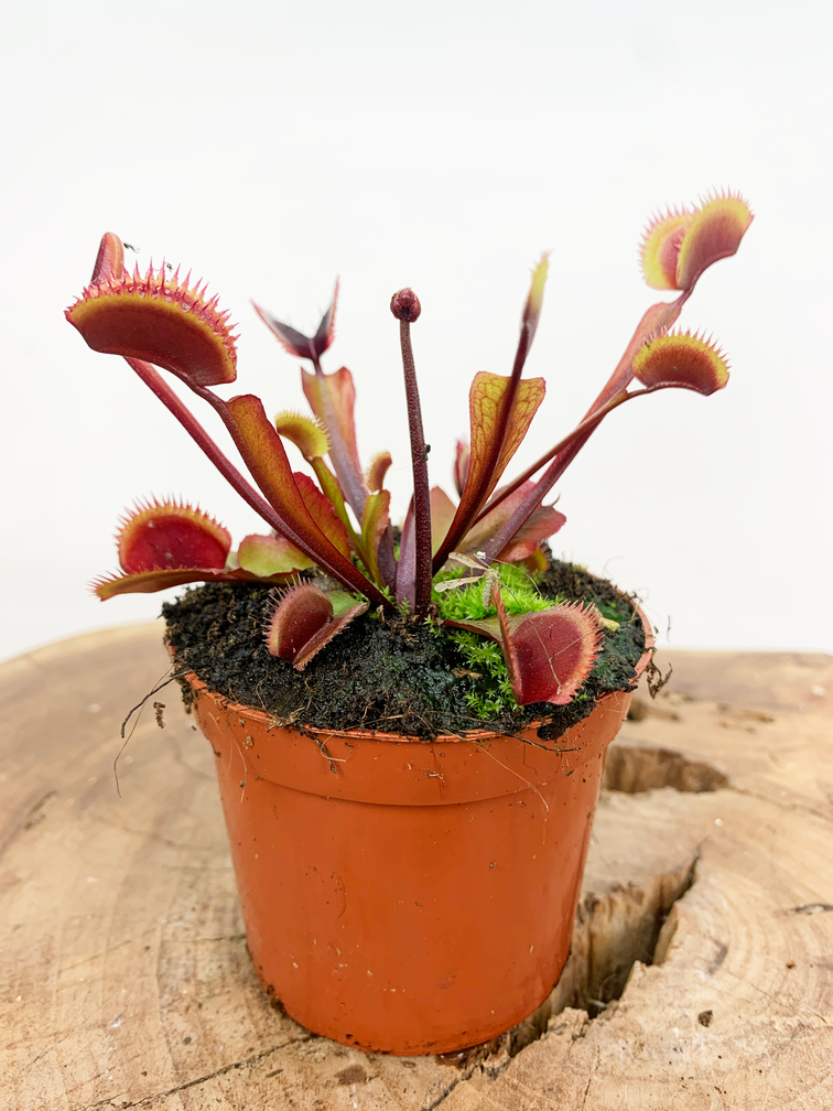Venus vliegenval "Dionaea Muscipula - Flying Trap / Red Dragon" | ø 8,5 cm x ↕ 15 cm