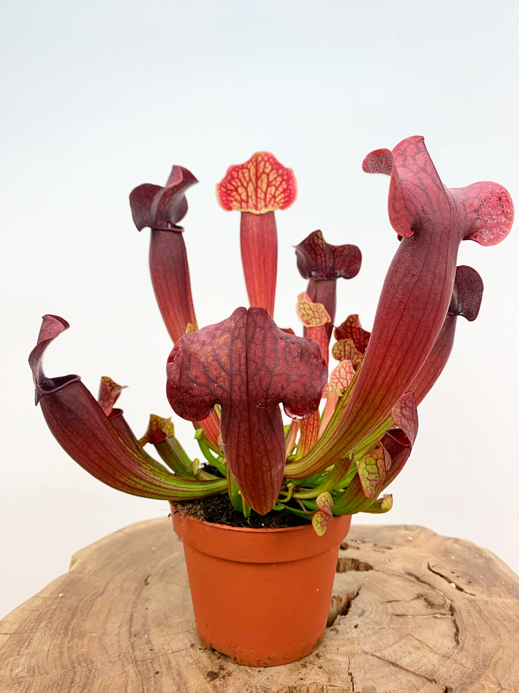 Trompetbekerplant "Tess" - groot | ø 12 cm x ↕ 20-25 cm