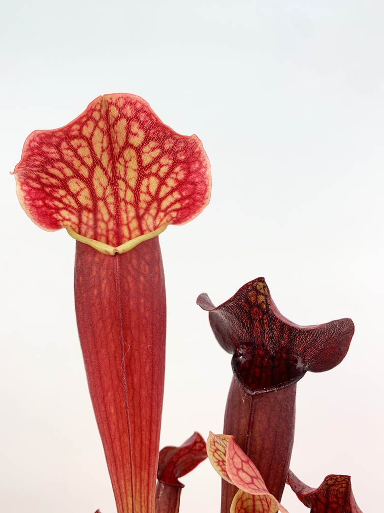 Trompetbekerplant "Tess" - groot | ø 12 cm x ↕ 20-25 cm