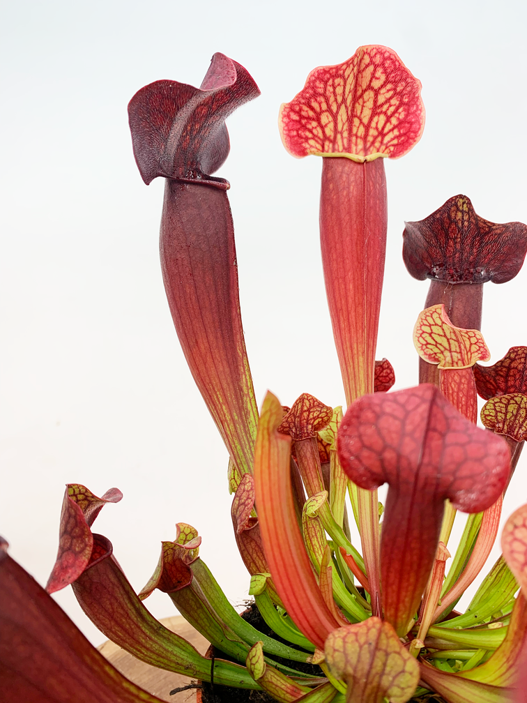 Trompetbekerplant "Tess" - groot | ø 12 cm x ↕ 20-25 cm