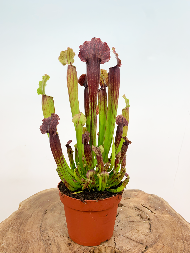 Trompetbekerplant "Thomas" - groot |  ø 12 cm x ↕ 30 cm