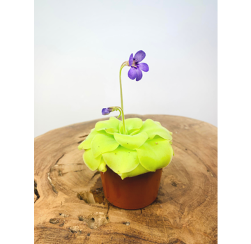 Pinguicula (Vetblad) mix - 3 stuks