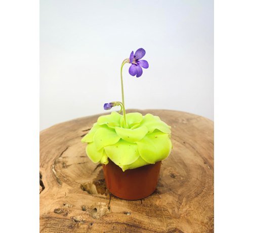 Pinguicula (Vetblad) mix - 3 stuks