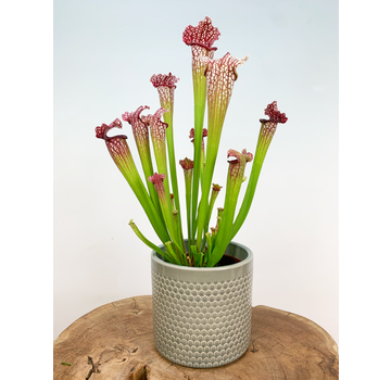 Plantenpot "Rinus" - Soft Grey | 12cm