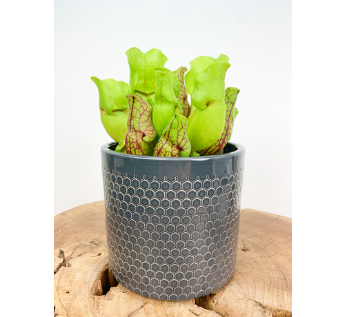 Plantenpot "Rinus" - Antraciet | 12cm