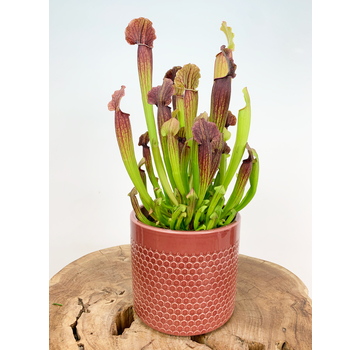 Plantenpot "Rinus" - Terracotta | 12cm